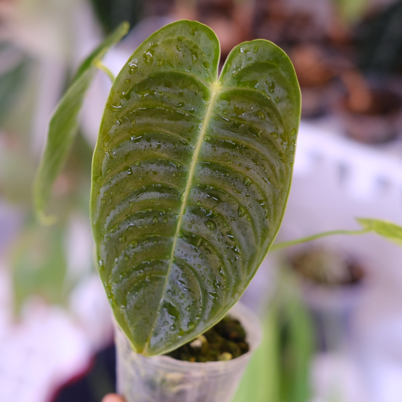 アンスリウム・ベイチー│Anthurium Veitchii③│観葉植物