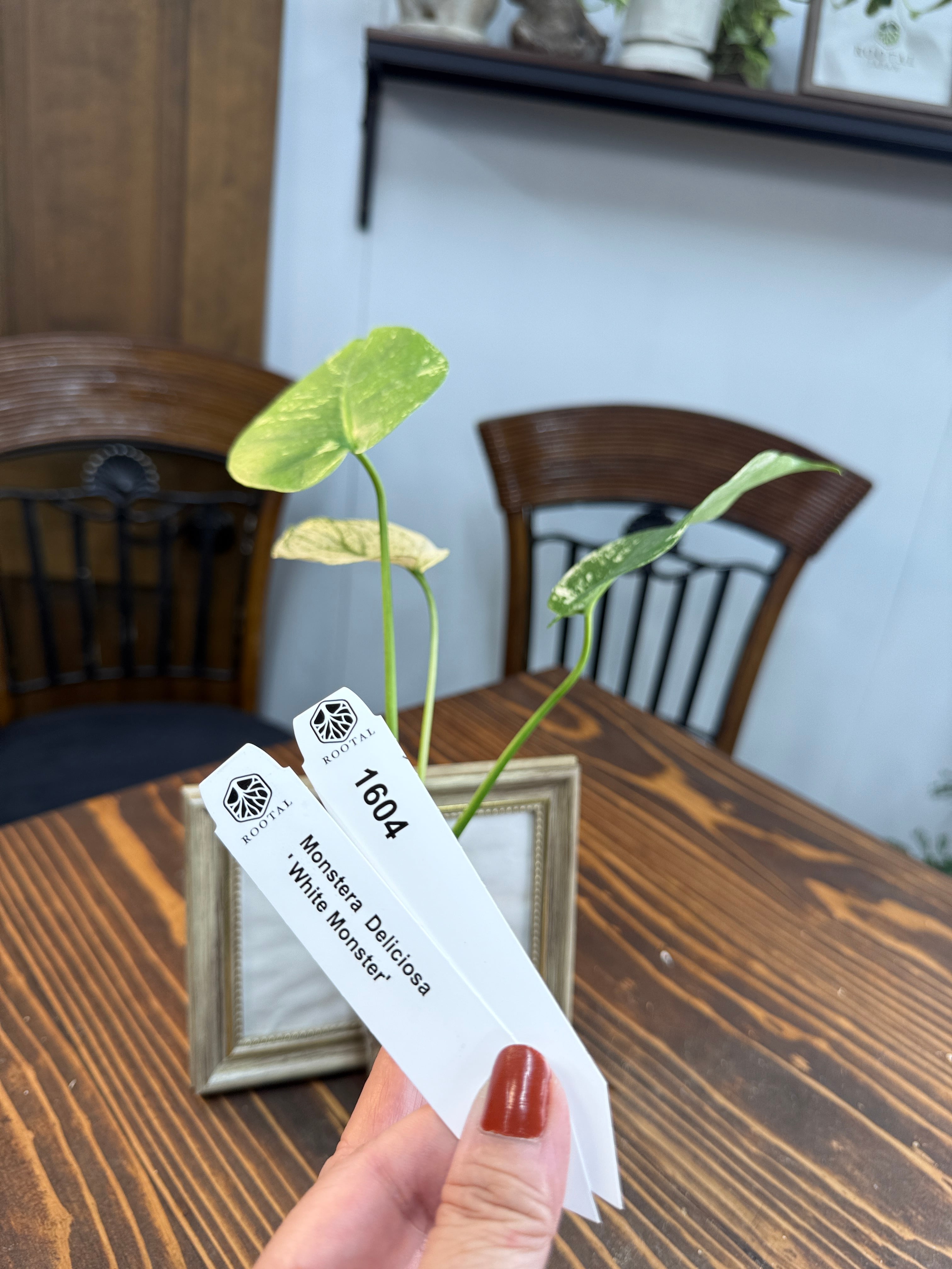 モンステラ・ポトス choco モンステラ・ポトス choco モンステラ・ポトス choco モンステラ