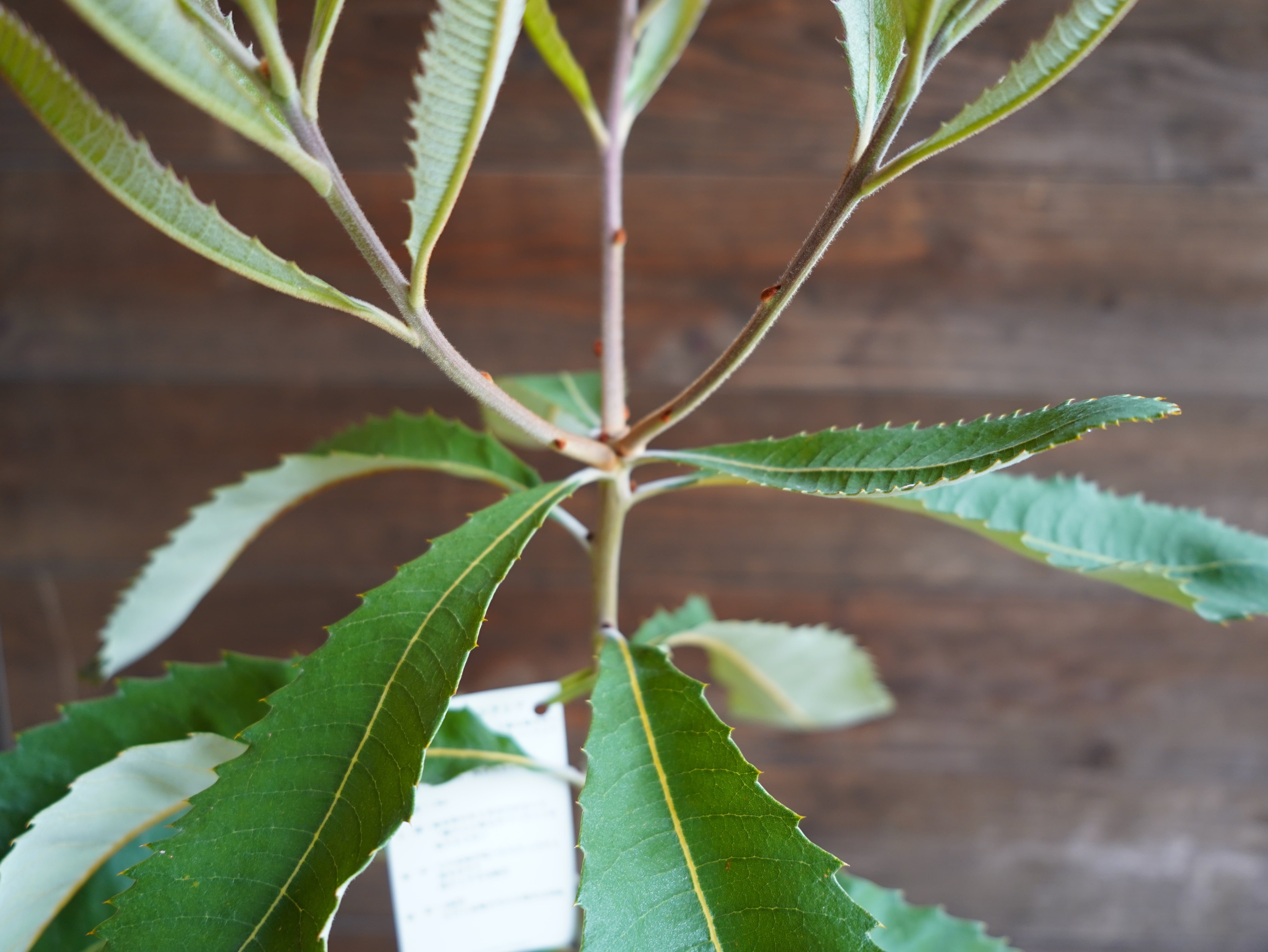 【現物】バンクシア　”ロブル”（スワンプバンクシア）　A