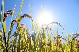 新米予約【金鵄米 /白米/10kg】きんしまい2026年産：冷めても美味しいヒノヒカリ(玄米7分5分3分づき対応可)