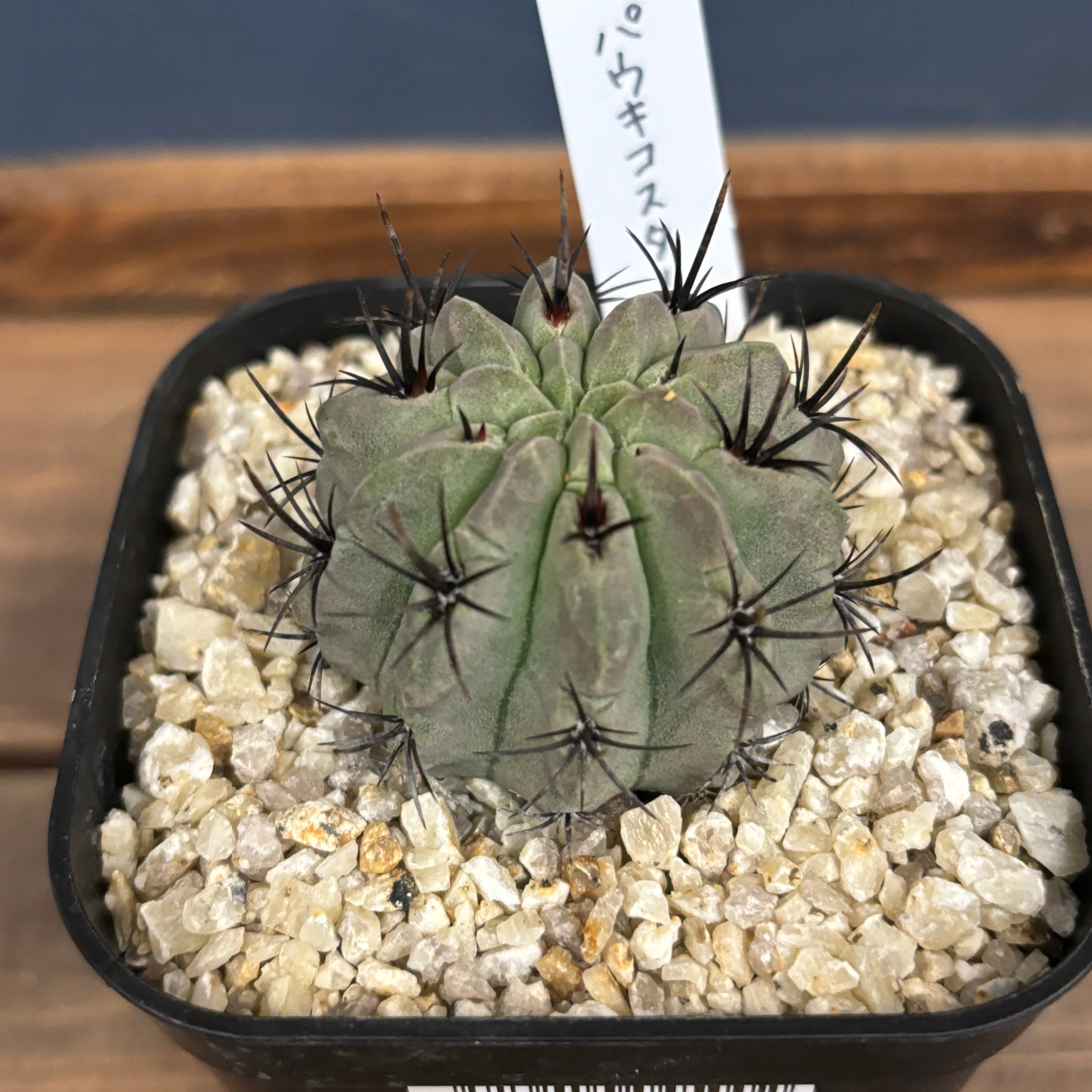 サボテン ネオポルテリア パウキコスタータ【1072】