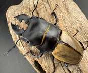 【WD】《カステルナウディツヤ 75.5mm ペア》