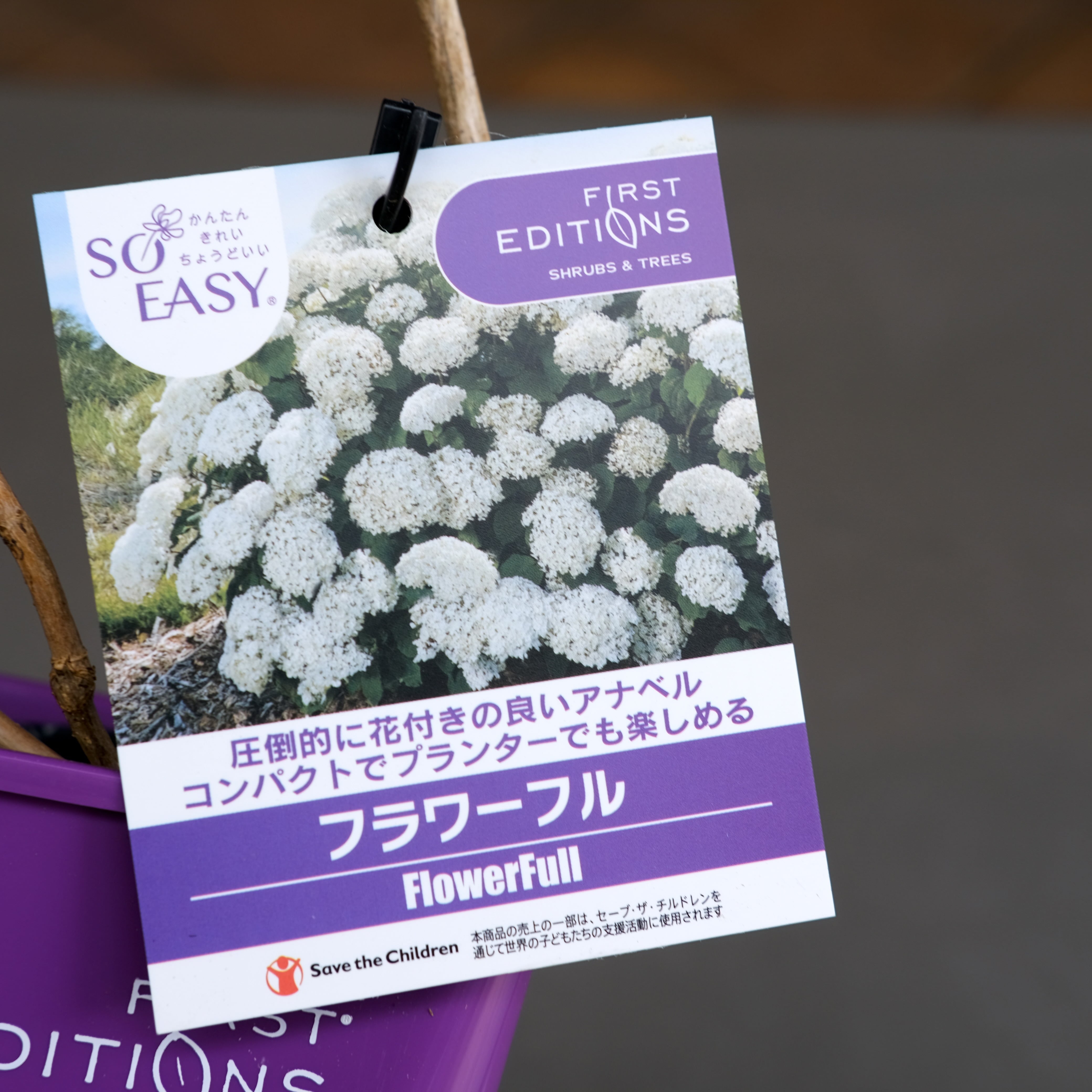 2025年新品種！アナベル《 フラワーフル 》 | グリーンギャラリー