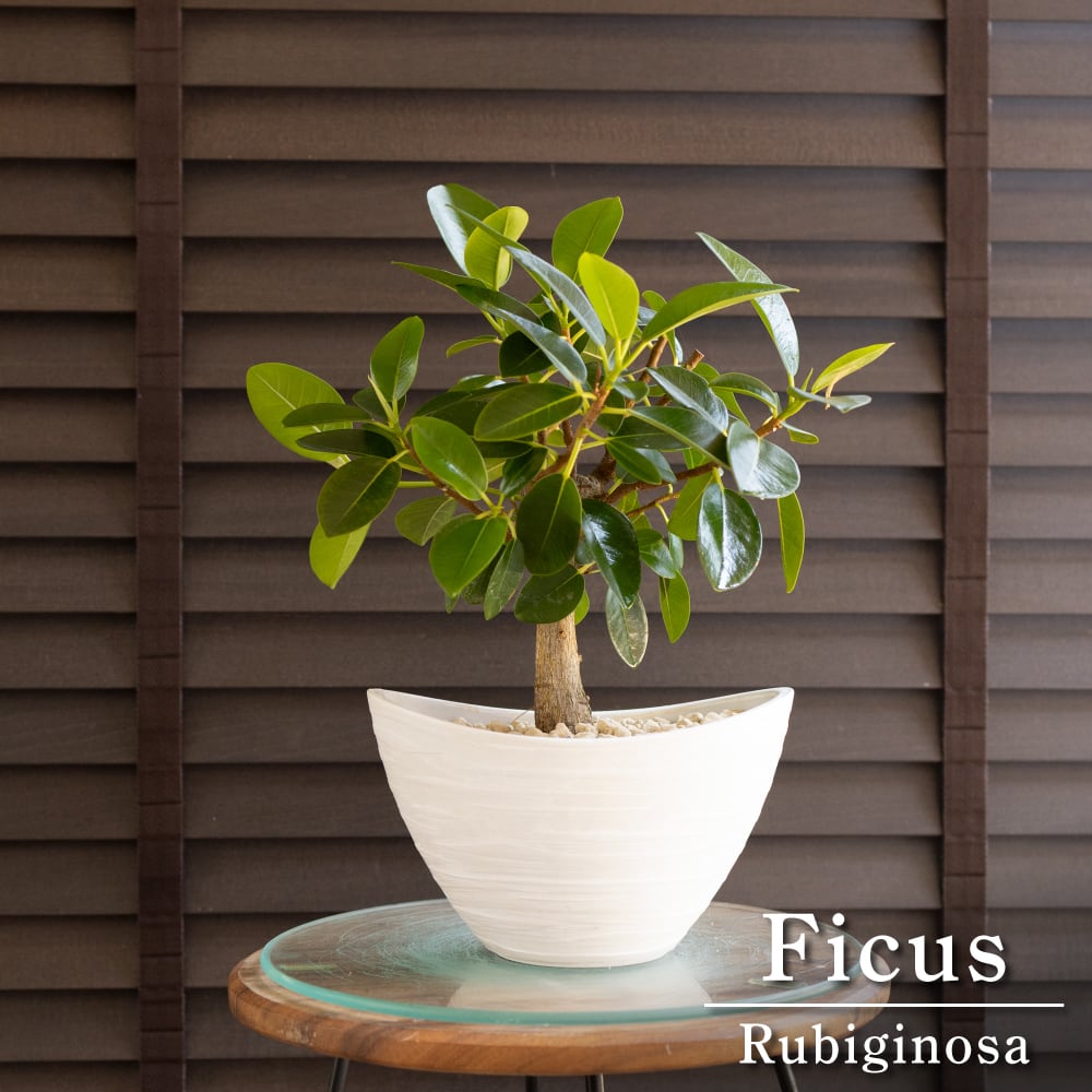 幹太 フィカス ルビギノーサ 盆栽仕立て フランスゴムの木 Rubiginosa 観葉植物 ゴムの木 0613WH
