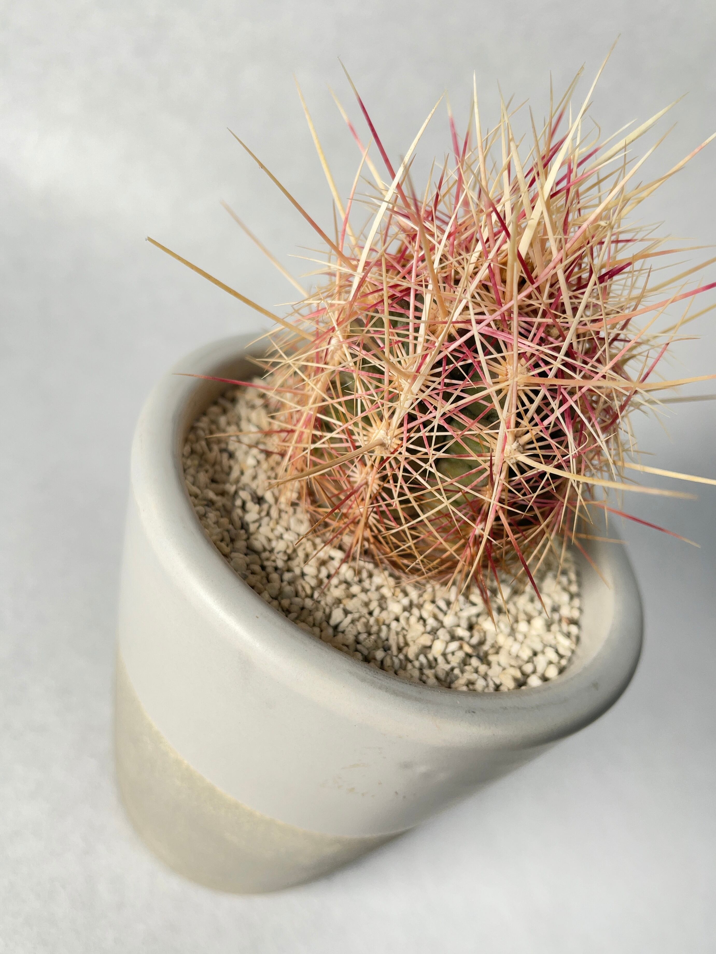 テフロカクタス　チェコ便Aフルセット　４４種類　５粒ずつセット テロカクタス・五色大統領 | trigger