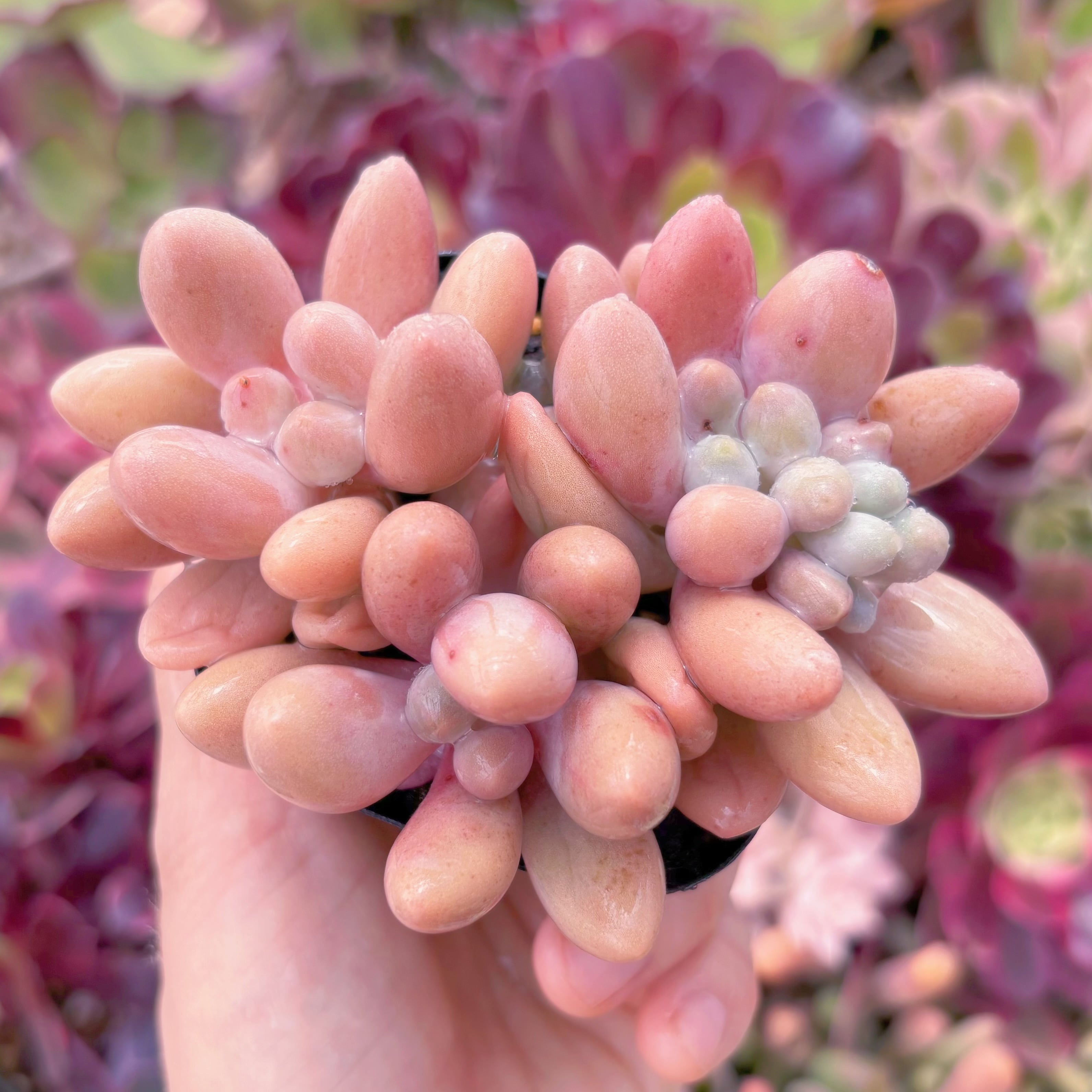 現品　ビューティーフィンガー#636　るる農園