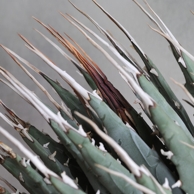 アガベ ユタエンシス エボリスピナ