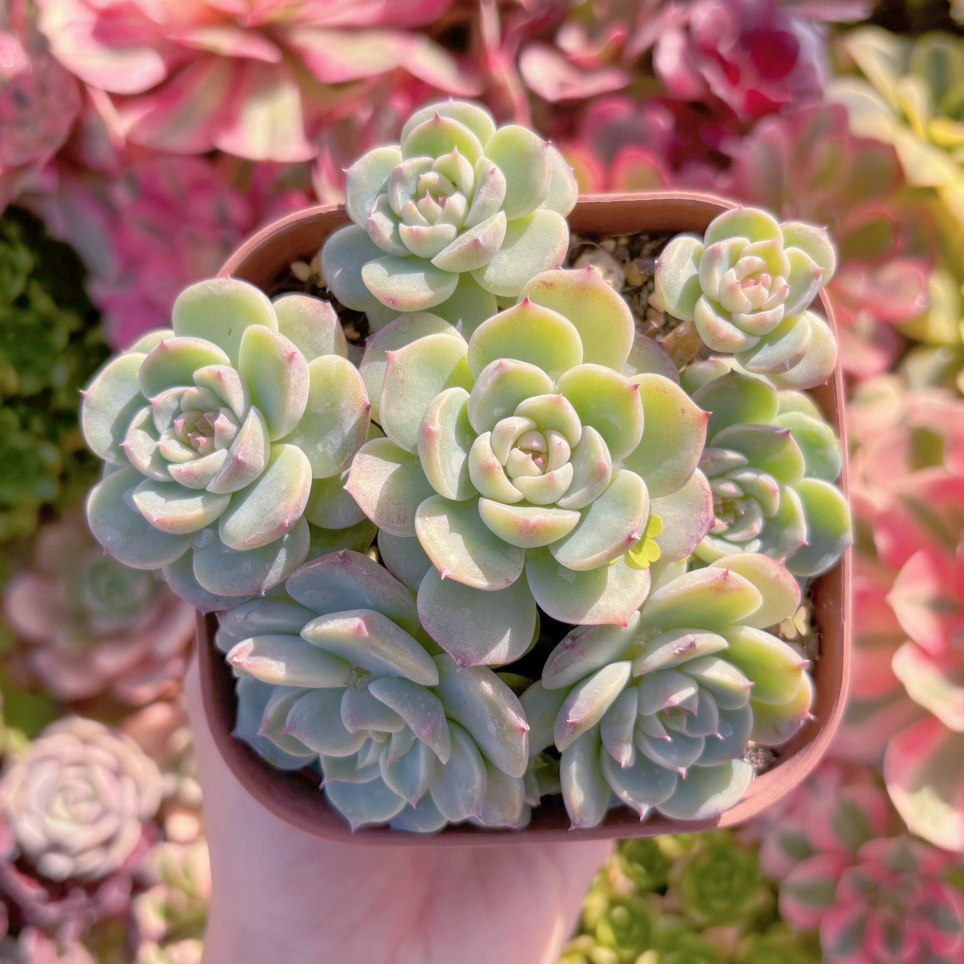 現品　レッドベルベット#2201　群生　るる農園