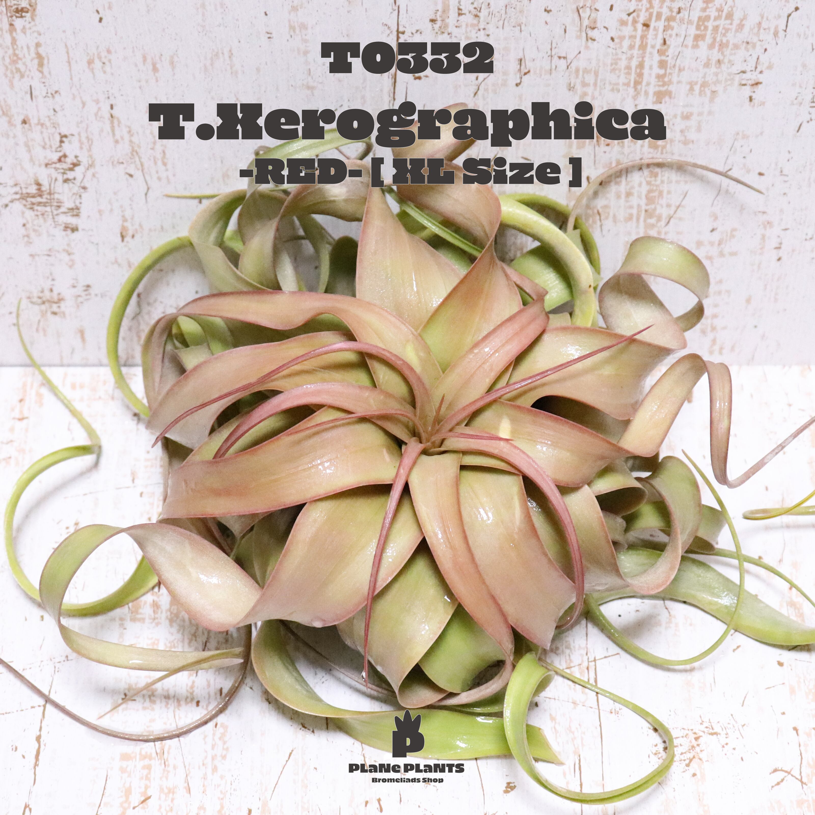 【送料無料】キセログラフィカL〔エアプランツ〕現品発送T0332