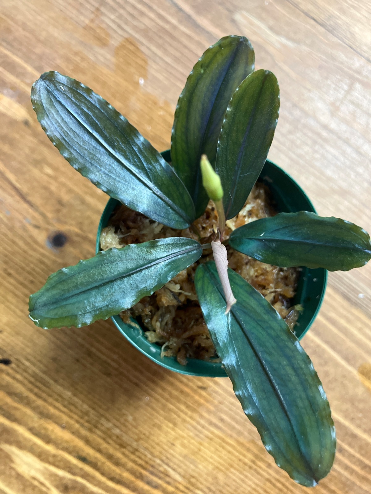 Bucephalandra sp. Rainbow Centipede 【KN】 | Plants Base