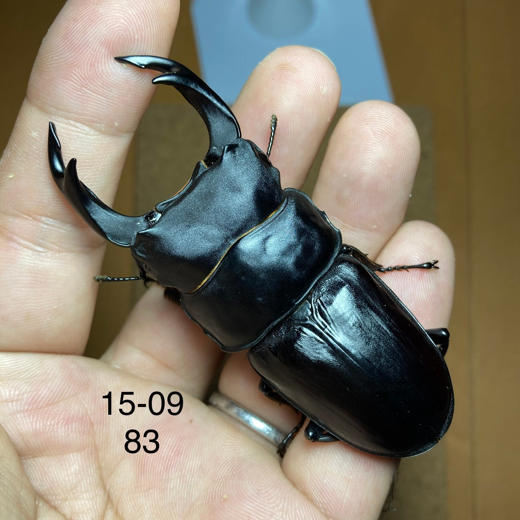 オオクワガタ久留米大型血統ペア新成虫 オオクワガタ久留米大型血統ペア新成虫