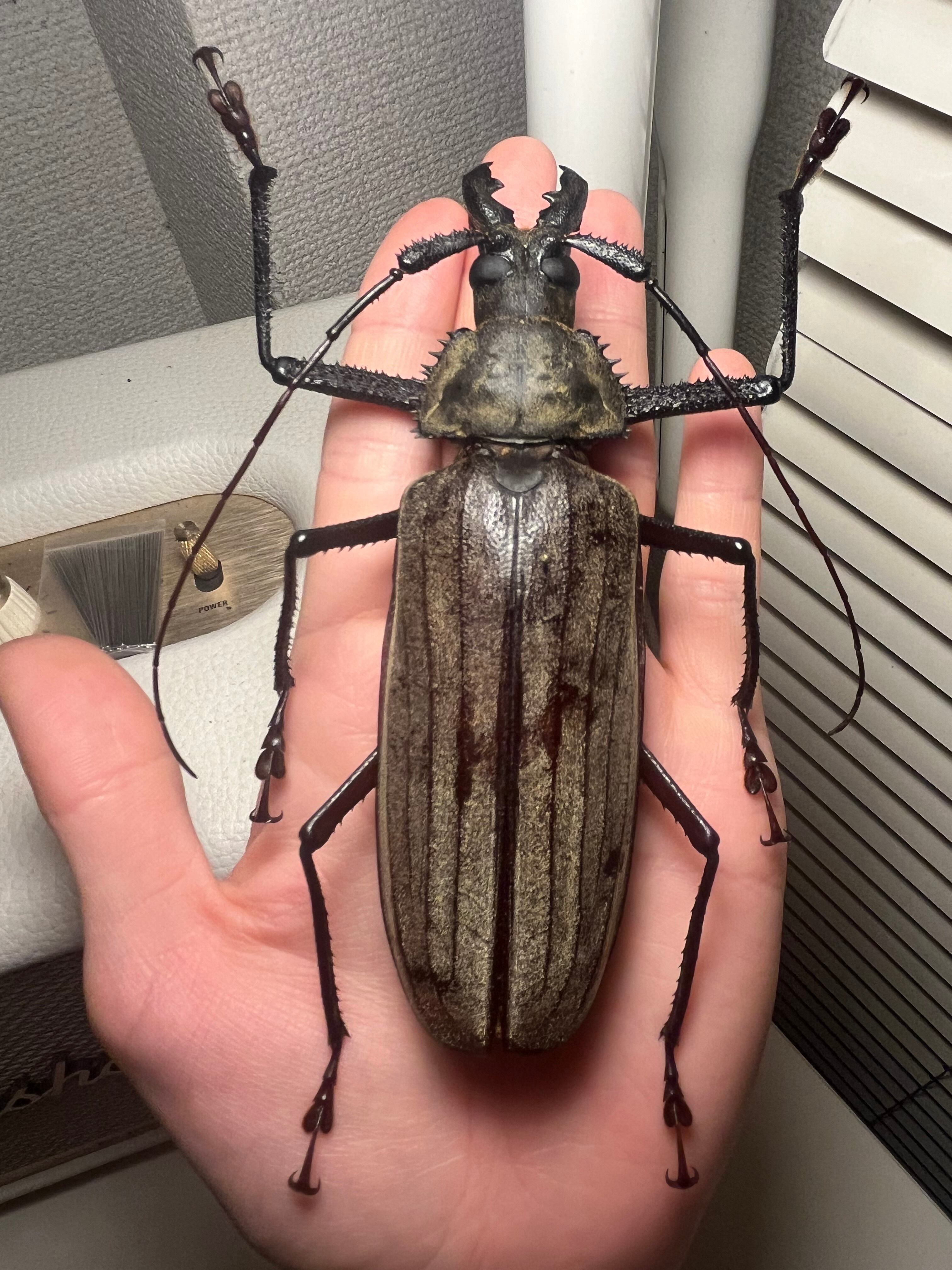 125mm♂】スジバネトゲフチオオウスバカミキリ ブルウスバカミキリ