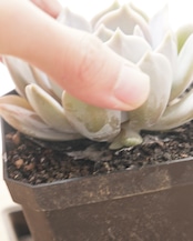 【PREMIUM】 【鉢付き】 シャルドネ 長期LED育成株 Echeveria 'Chardonnay'