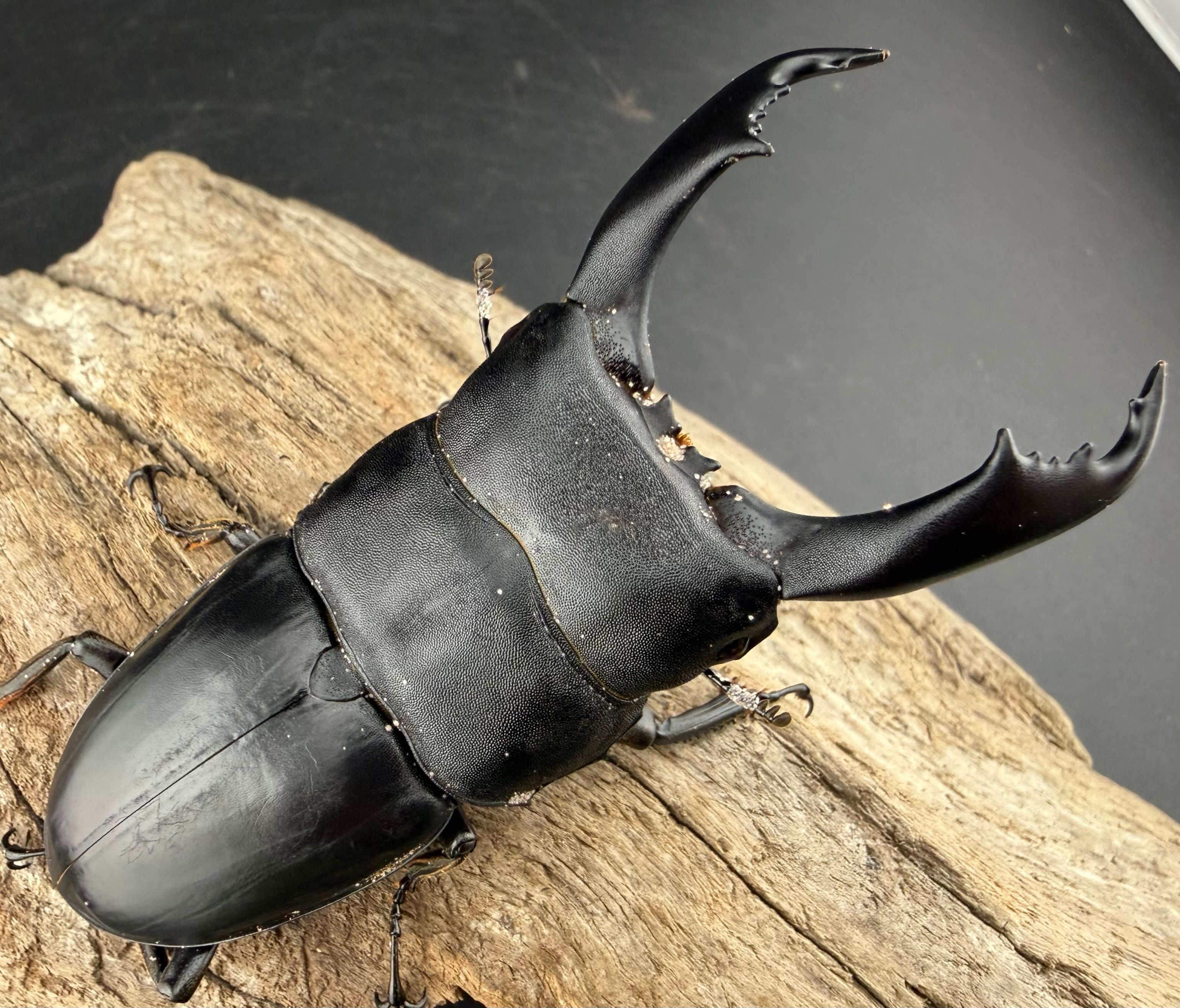 WD】《ブルーダンヒラタクワガタ 90.5mm ペア》 | KPW公式オンライン