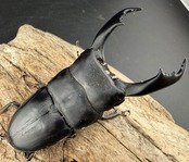 【WD】《ブルーダンヒラタクワガタ 90.5mm ペア》