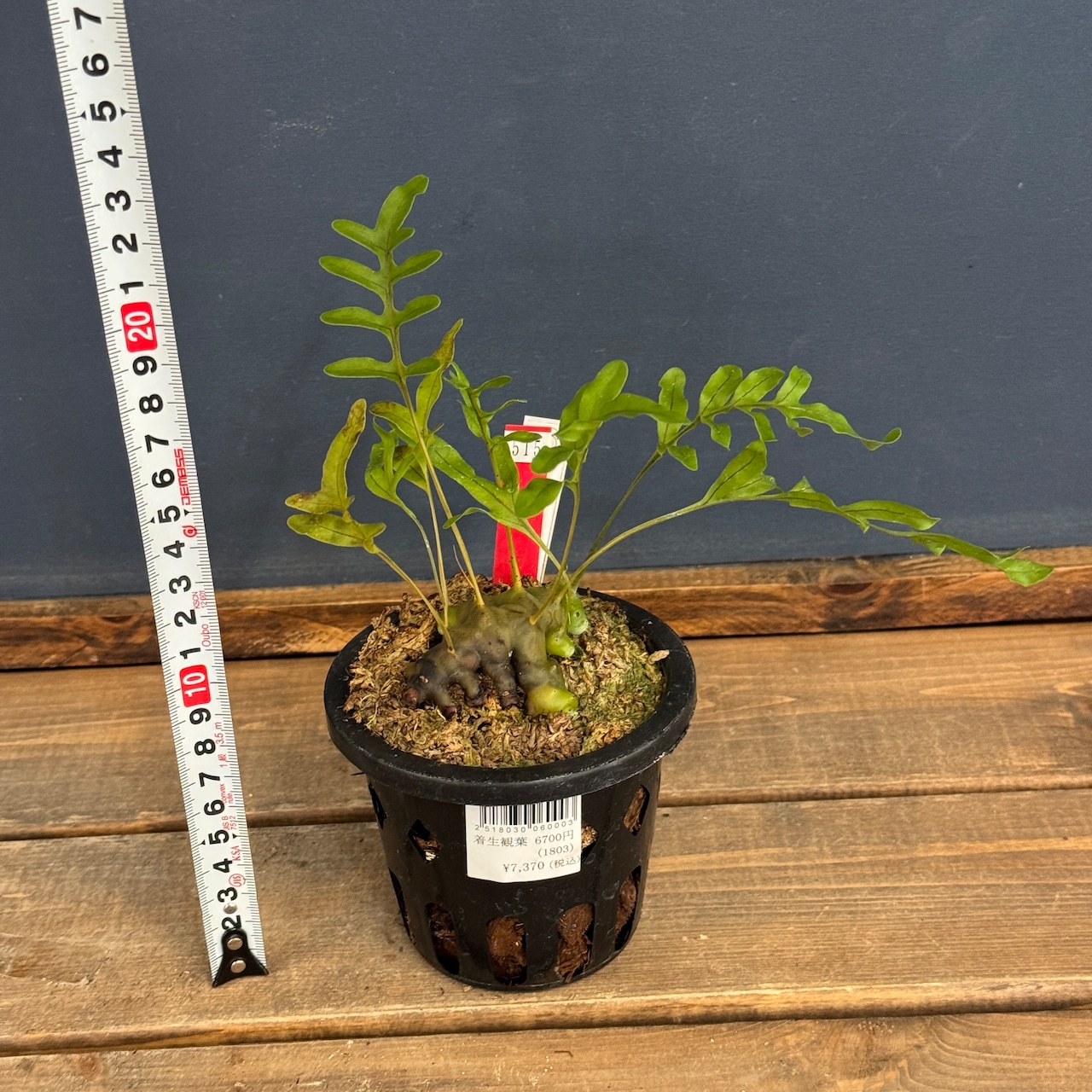 【クリアランス】レカノプテリス pumila【515】