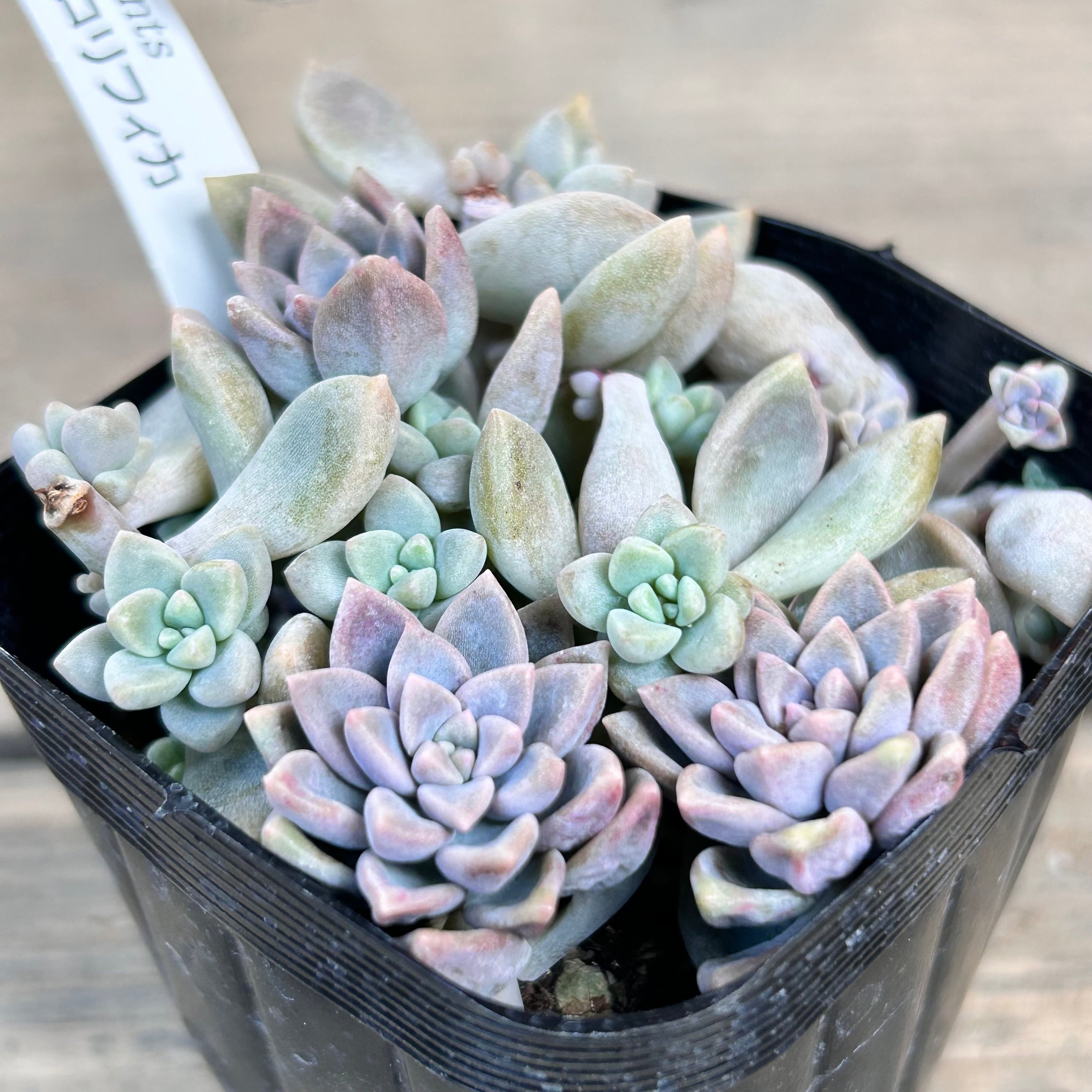 姫秋麗xプロリフィカ | RuPo 多肉植物専門店