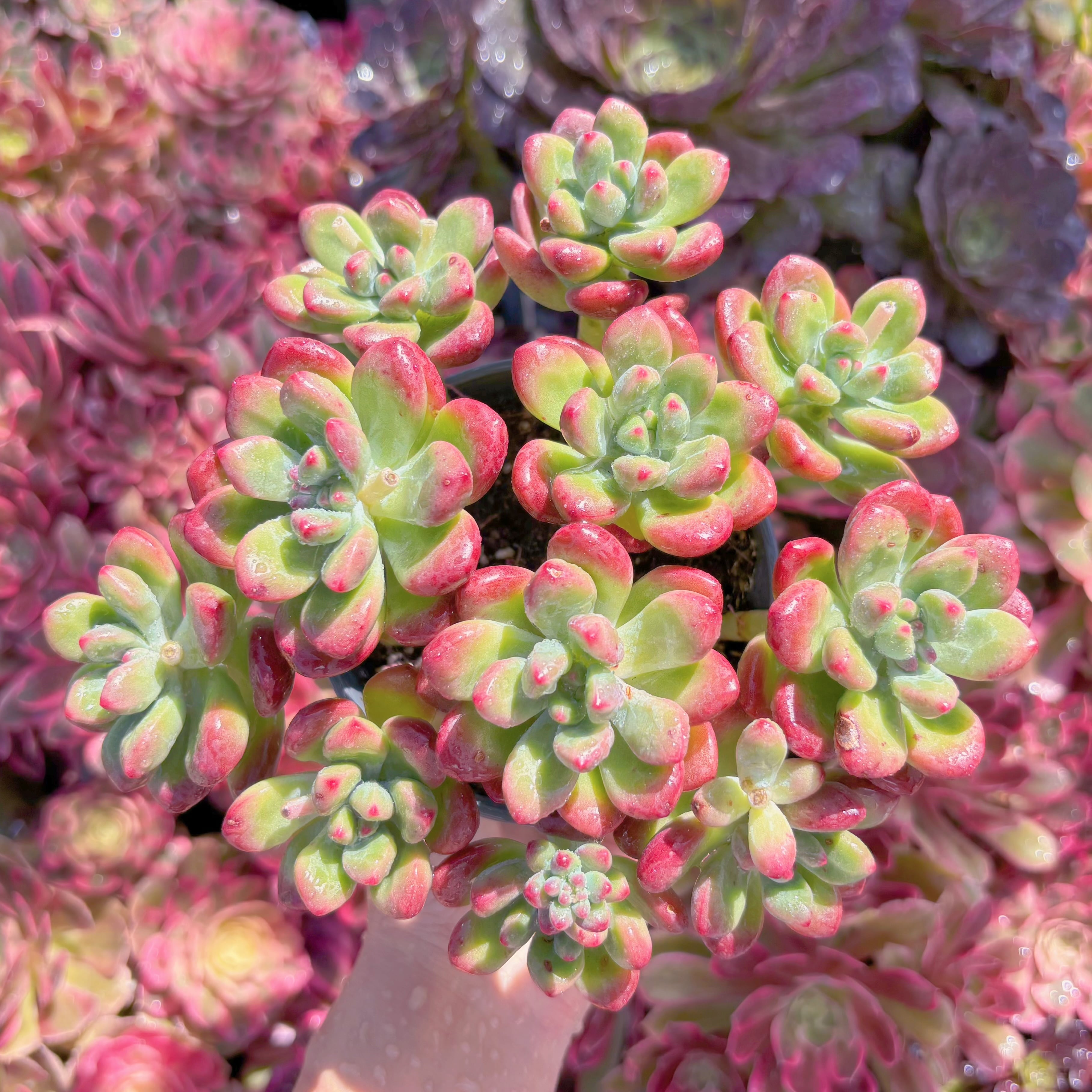 現品　トミーキャット#2160　新入荷　るる農園