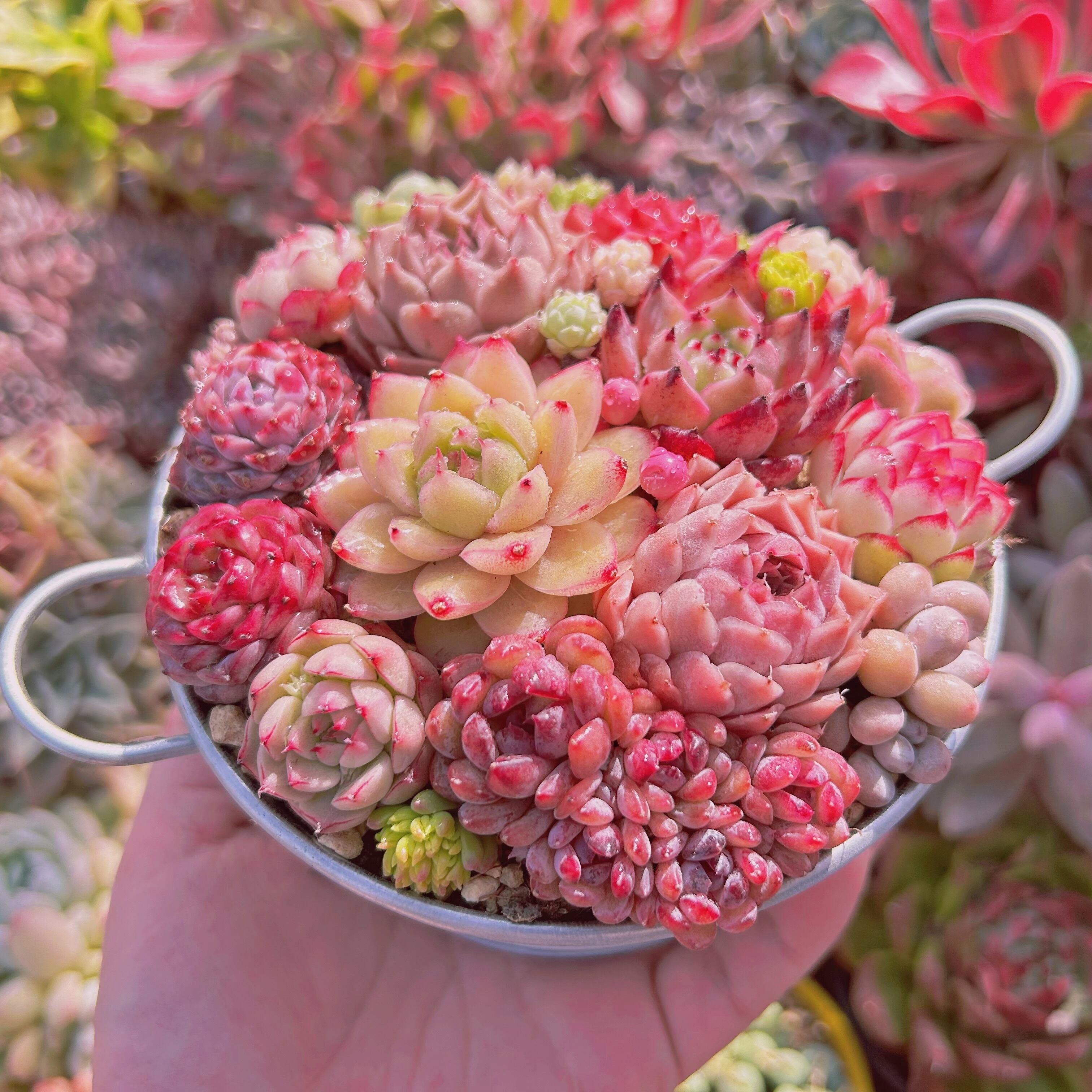 506現物 寄せ植えセット | るる農園~多肉植物専門
