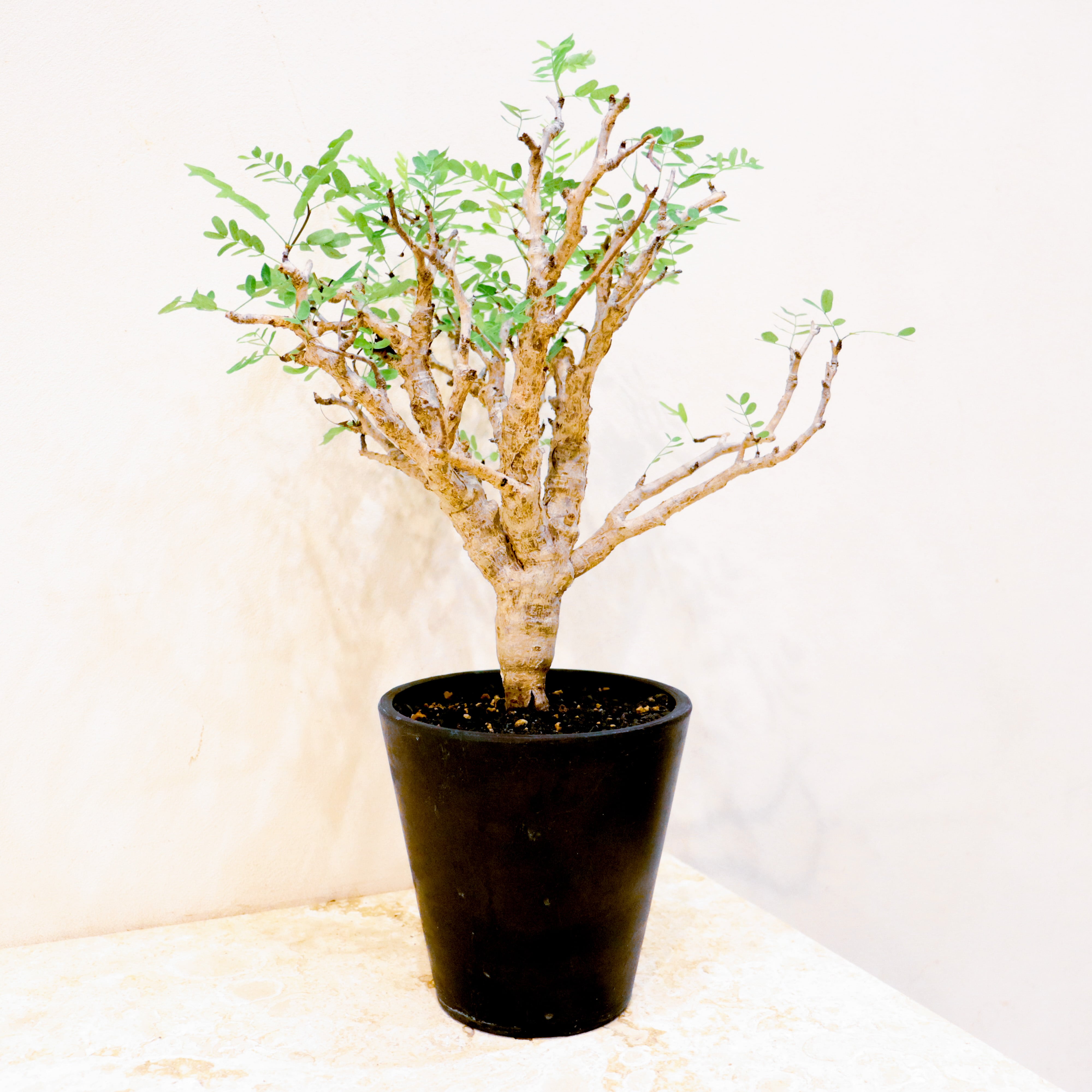 レア】センナ メディリオナリス｜観葉植物（屋内/屋外 可）＃レア