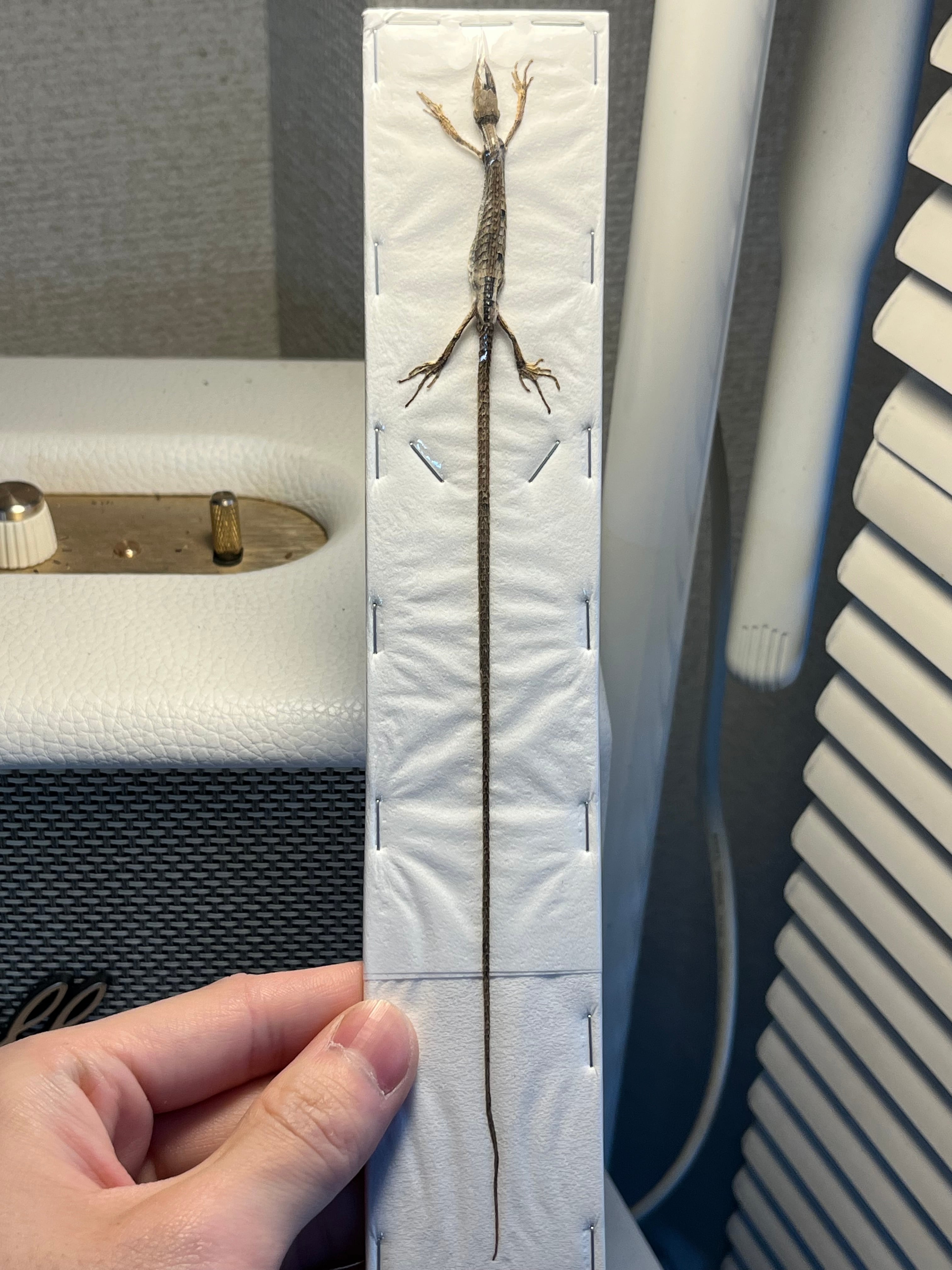 46mm♂ダビディヒメテナガコガネ 標本 ダビディヒメテナガコガネ