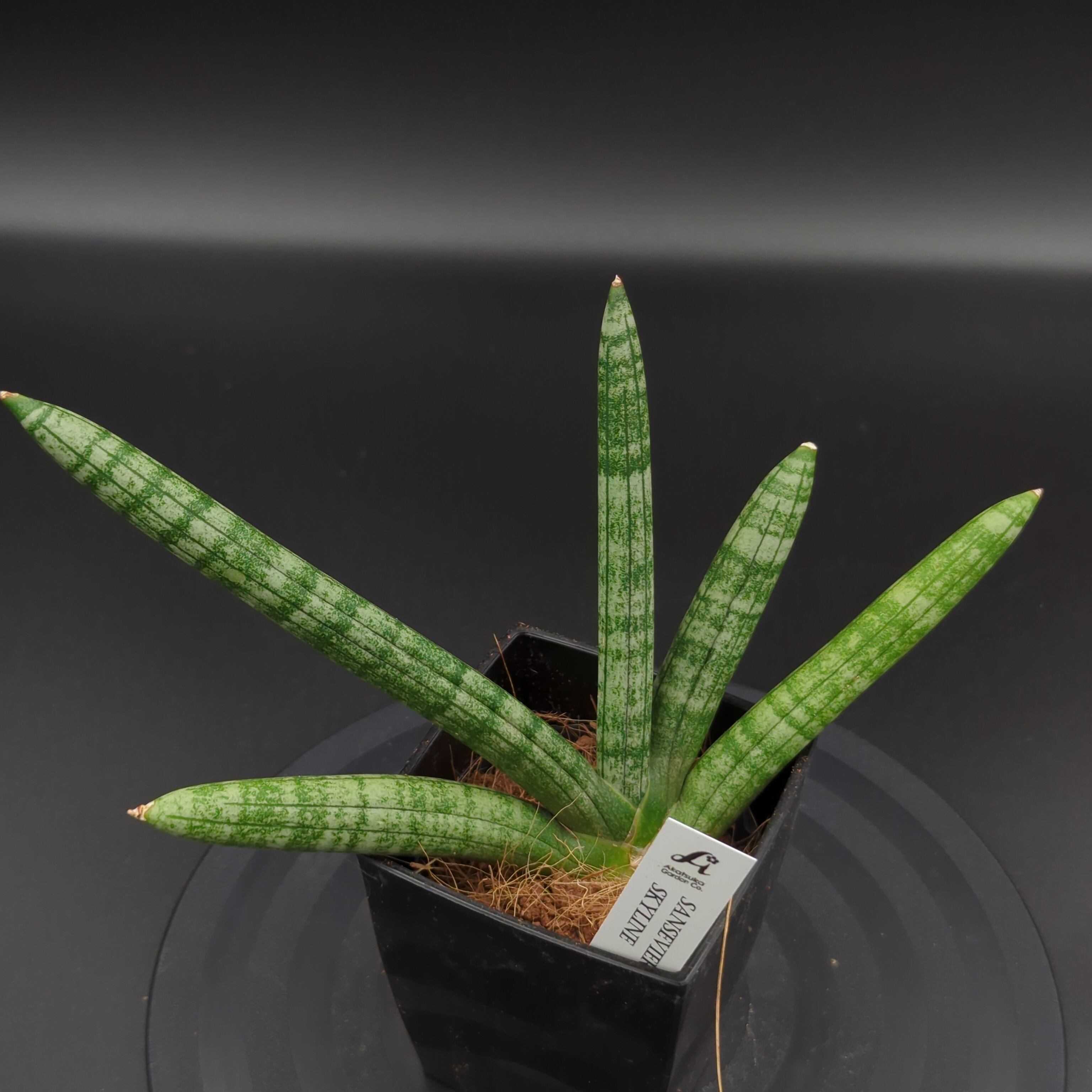 サンスベリア スカイライン 希少種 3号鉢 | BRIDGE GARDEN