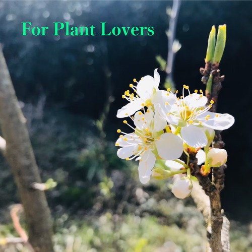 【癒しのBGM】For Plant Lovers(すべてのいきとしいけるものへ)