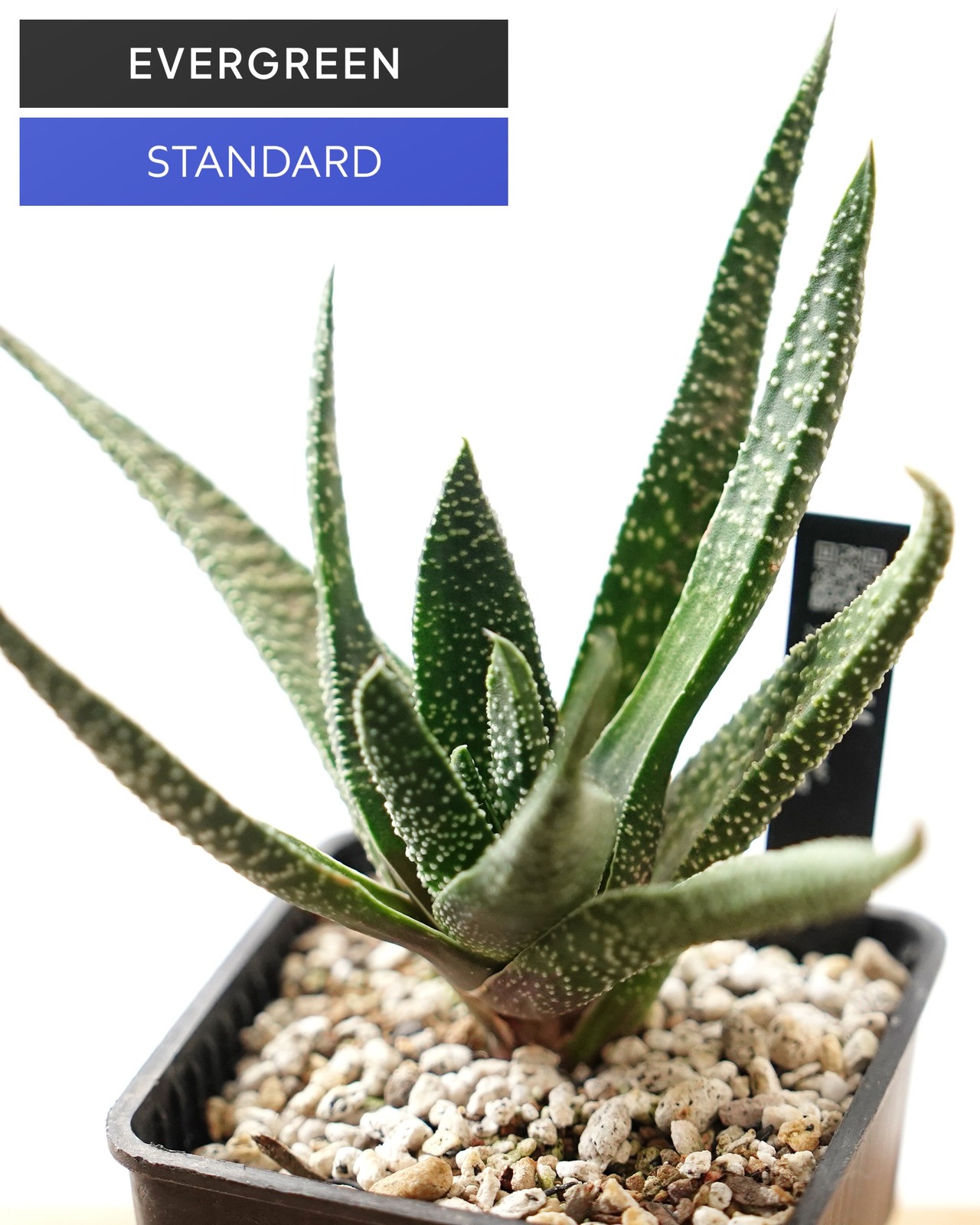 抜き苗 ガストラロエ 満天の星 Gasteraloe 'Manten no Hoshi'