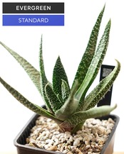 抜き苗 ガストラロエ 満天の星 Gasteraloe 'Manten no Hoshi'