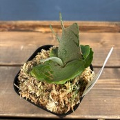 ビカクシダ OMG P. willinckii 'OMG' TC【266】