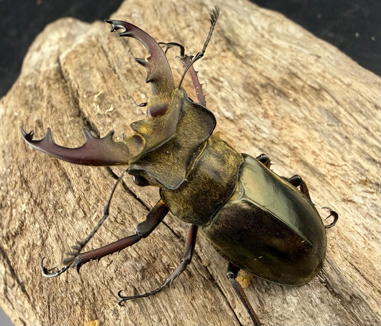 《ウェムケンミヤマ（ヴェムケンミヤマ） 57mm B品ペア+♂単》