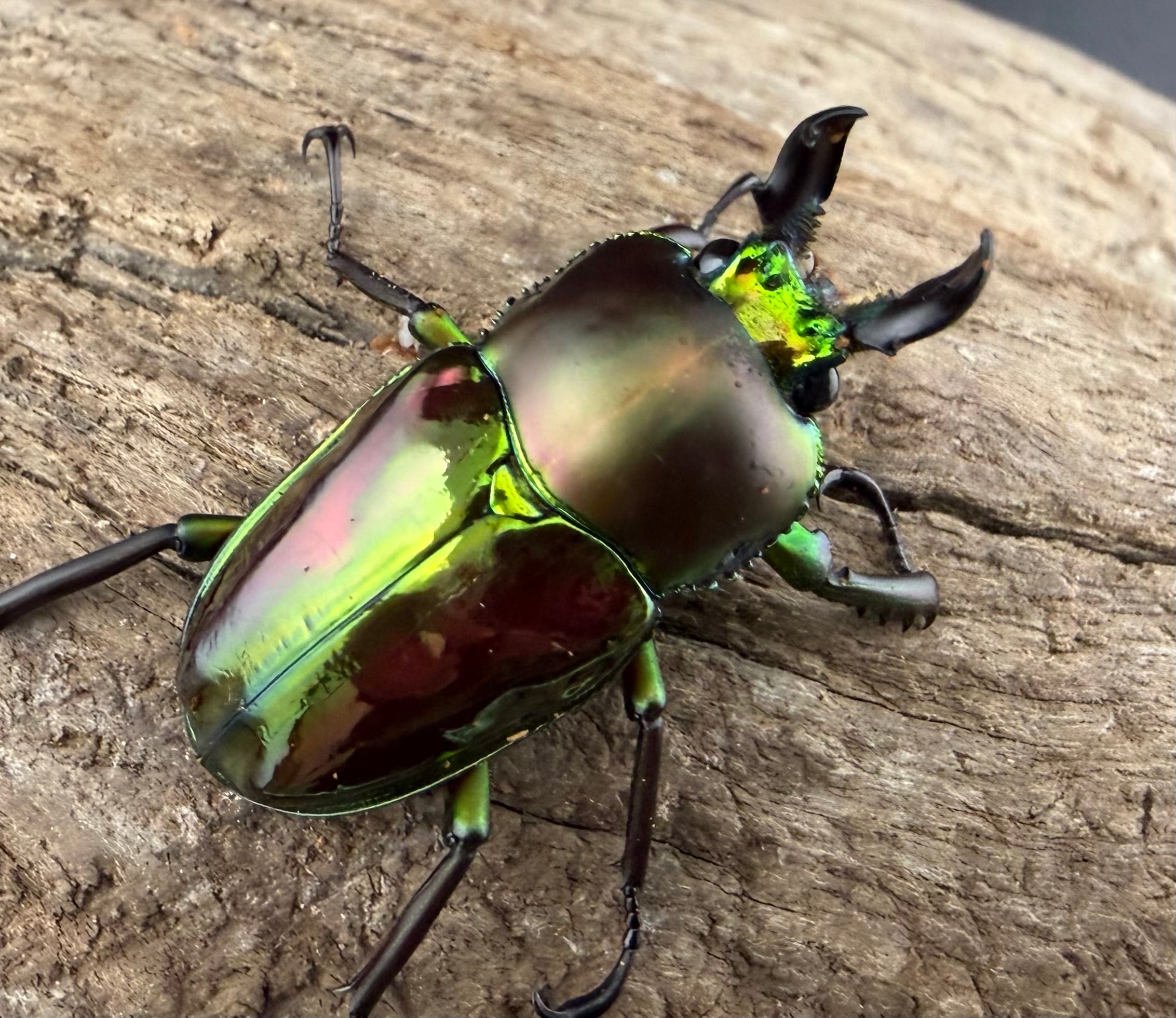 KPWオリジナル】KKWマット 零 10L（クワガタ向け） | KPW公式