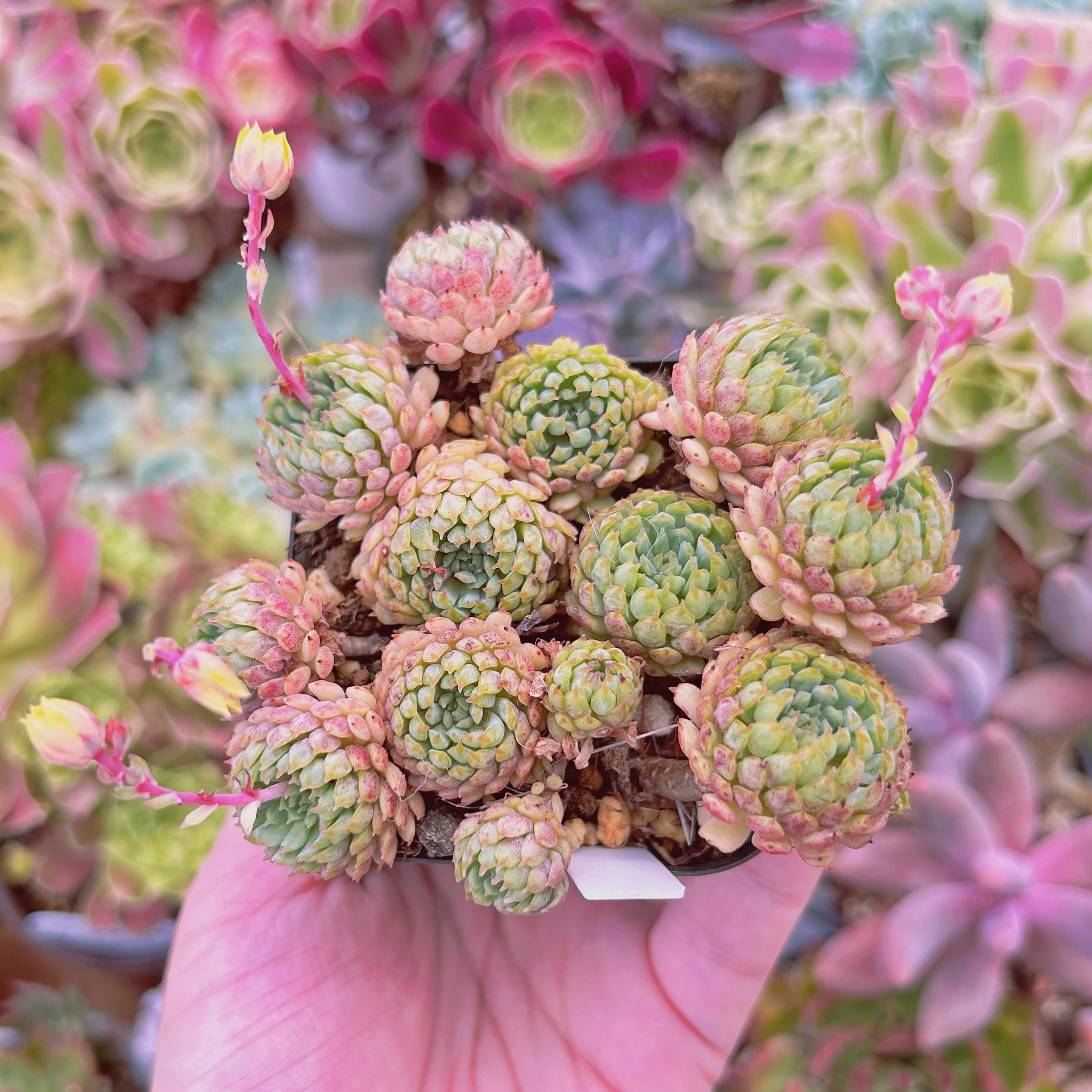 #540現物　多肉植物　グロブローサ