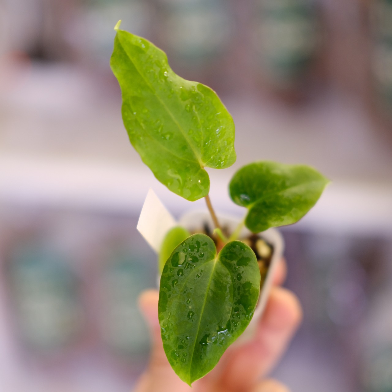 Anthurium Papillilaminum Guna Yala × Ralph Lynam S1 ‘Dwane’③｜アンスリウム パピリラミナム グナヤラ × ラルフ リナム ‘ドウェイン’｜観葉植物