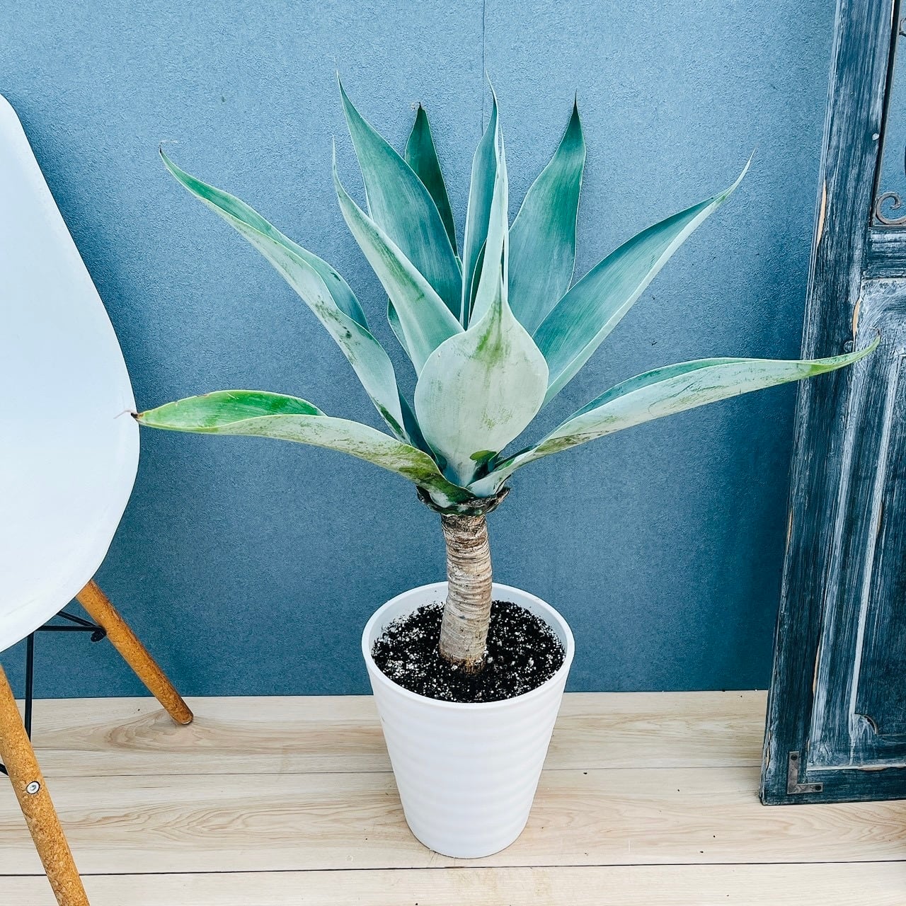 現品］G シェフレラ ホンコンカポック 曲がり 7号 観葉植物 室内 大型