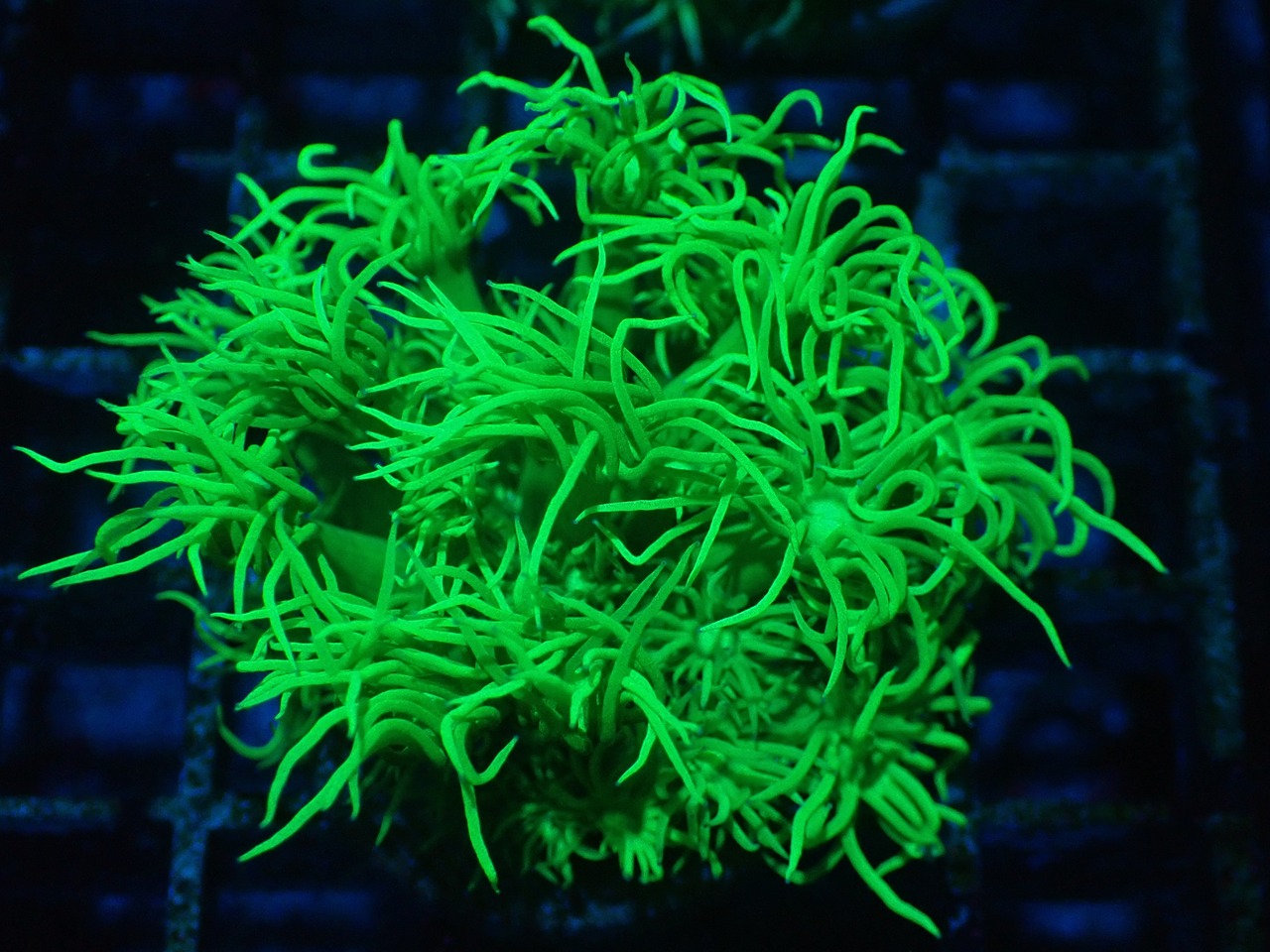 Goniopora FragToxic 2”