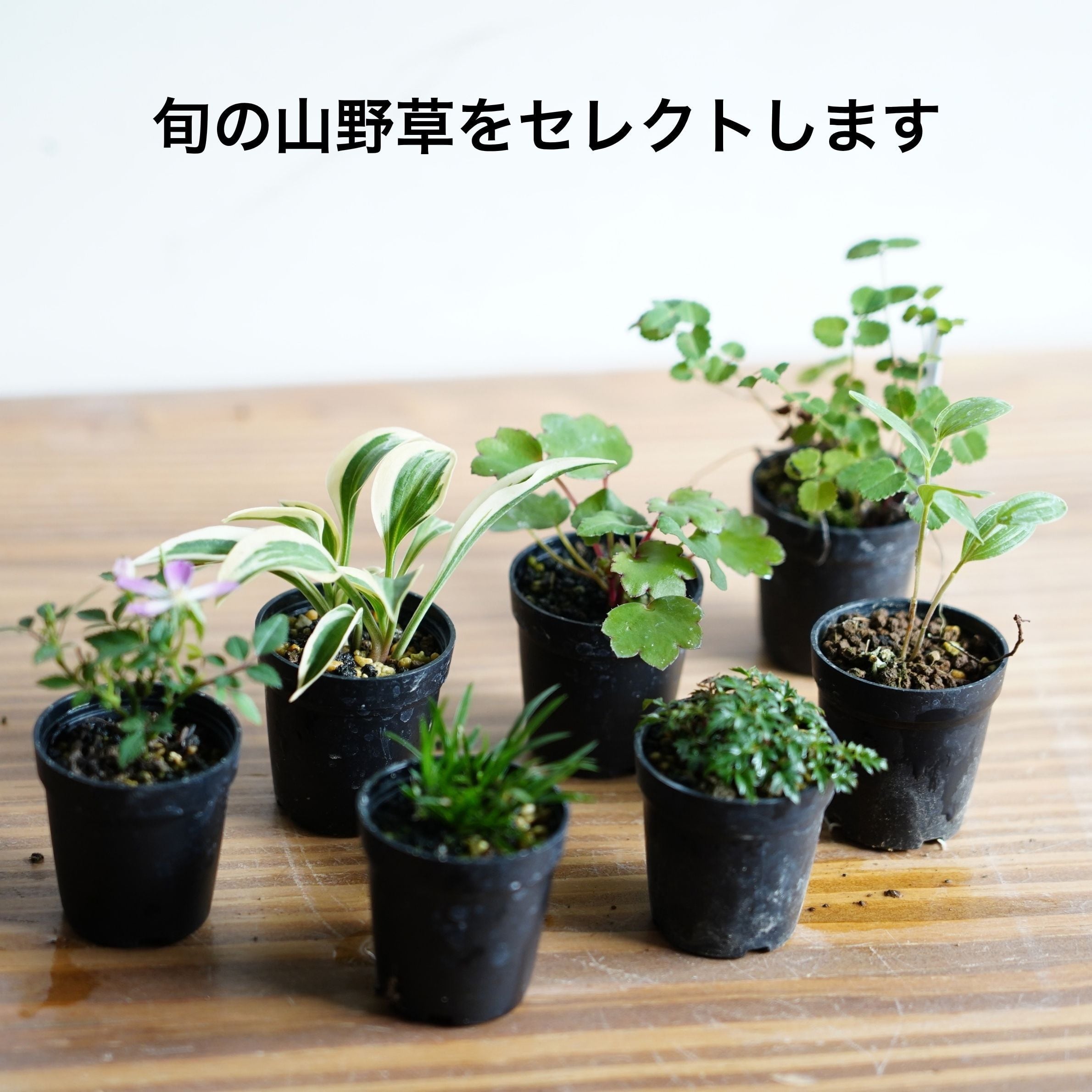テラリウムに使える山野草おすすめ3種セット | 苔テラリウム専門