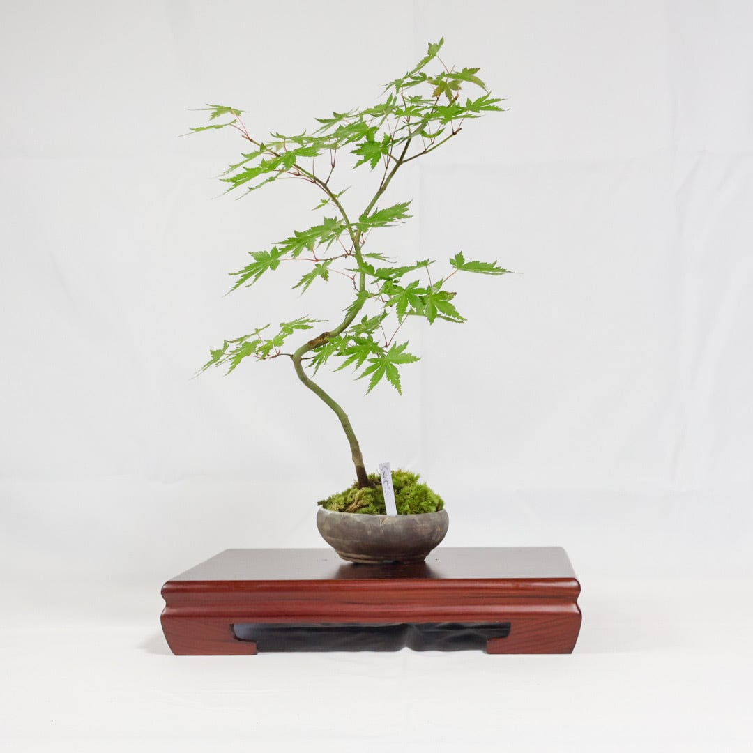 盆栽　山もみじ 現在落葉中】送料無料でお届け！【山紅葉（ヤマモミジ）の盆栽（万古焼