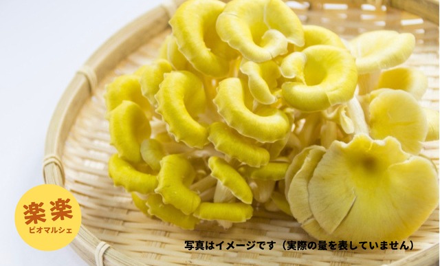 タモギ茸