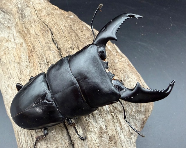 【WD】《スマトラオオヒラタ アチェ産 95mm ペア》