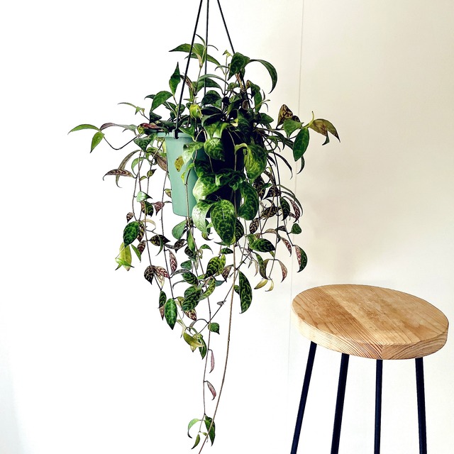 【再入荷】エスキナンサス マルモラタス ハンギング 観葉植物 calm cafe