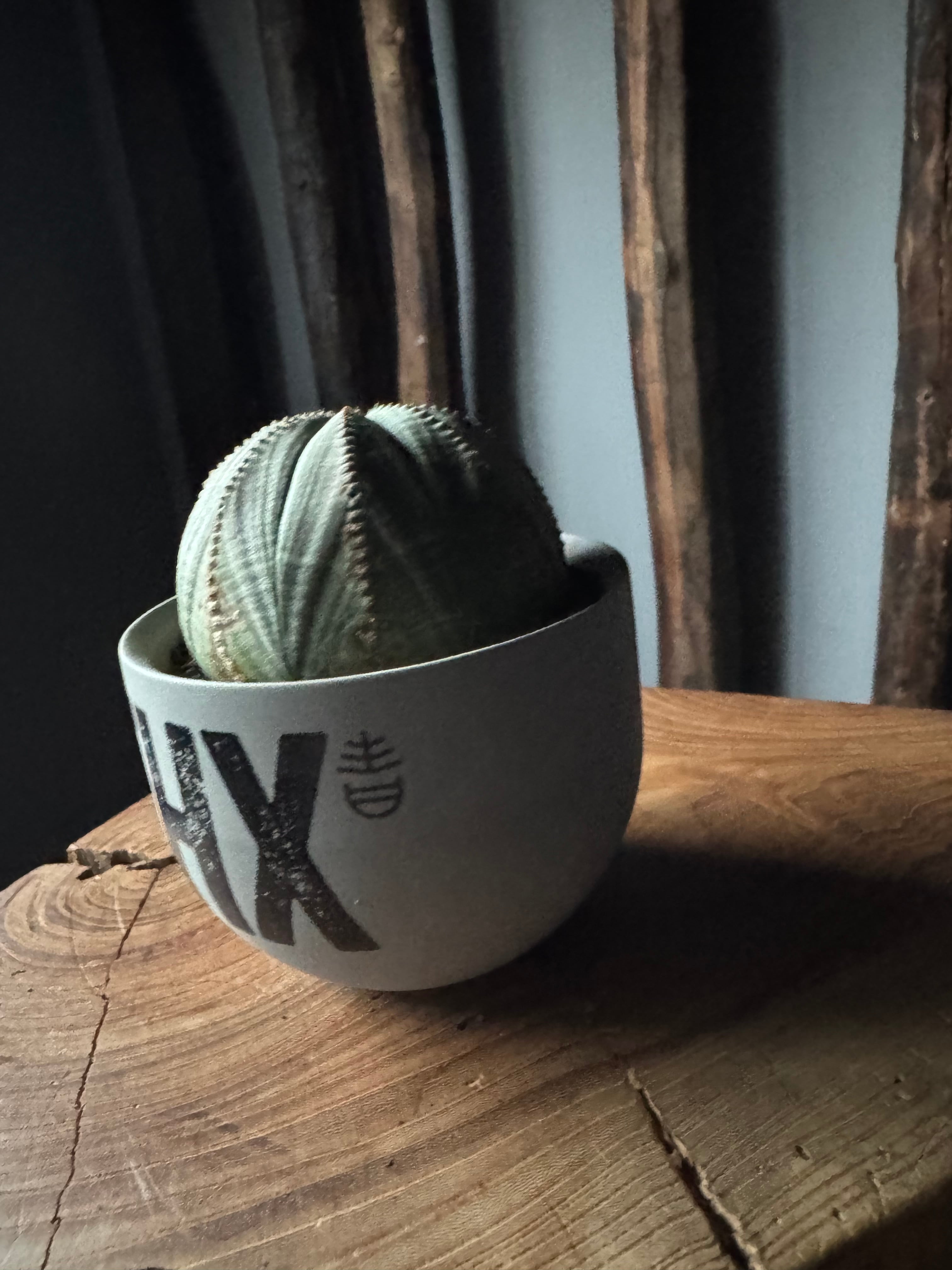 新着】Euphorbia Obesa × VALIEM GHOST“THX鉢”青坊主別注 Gray Color