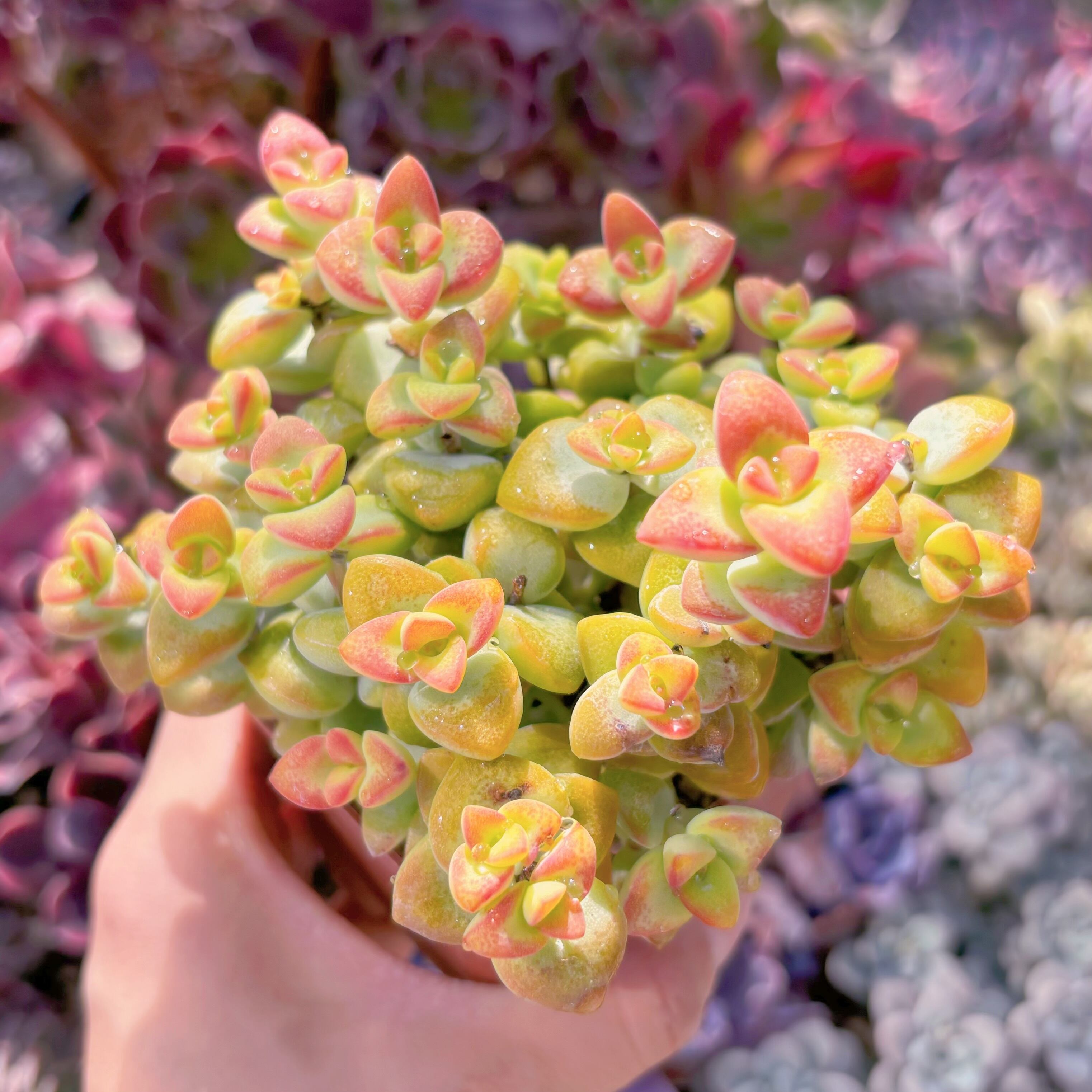 現品　ラブハート#A22　るる農園