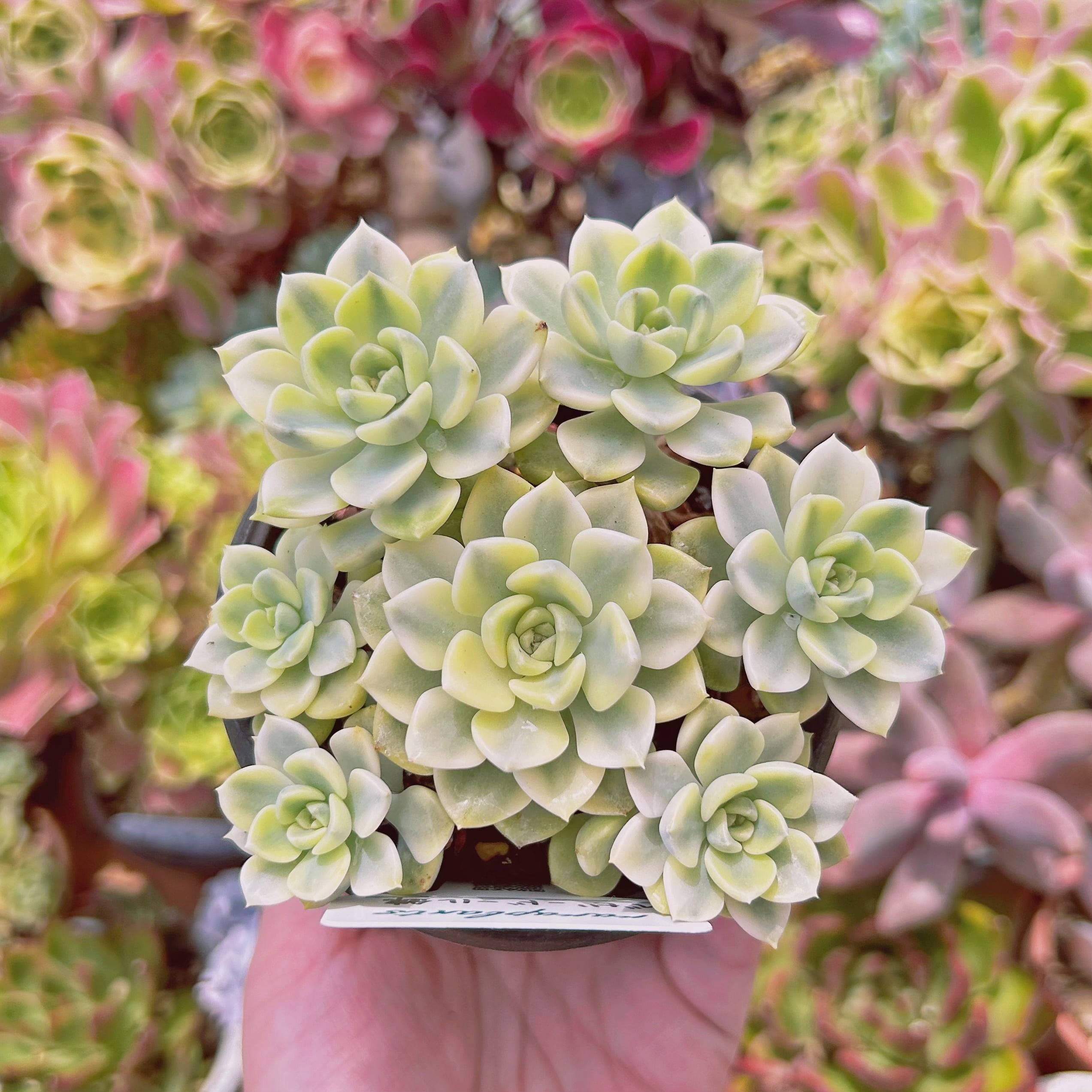 現物　多肉植物　ベビードール錦　抜き苗