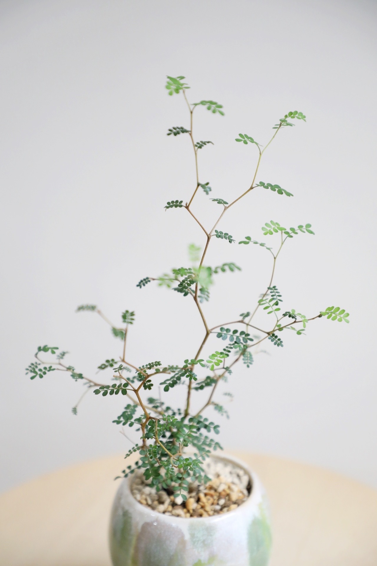 【S】ソフォラ リトルベイビー/Sophora prostrata Little Baby