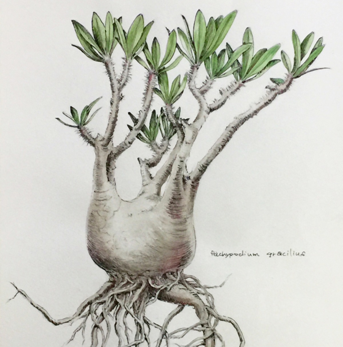 パキポディウム グラキリス 絵 原画作品 貼り絵 パキポディウム 
