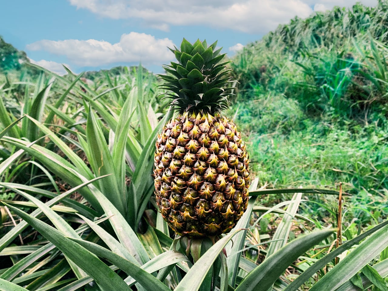 沖縄産完熟パイナップルの自家製フルーツソース