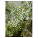 Wild blueberry 'Rosa's Blush'