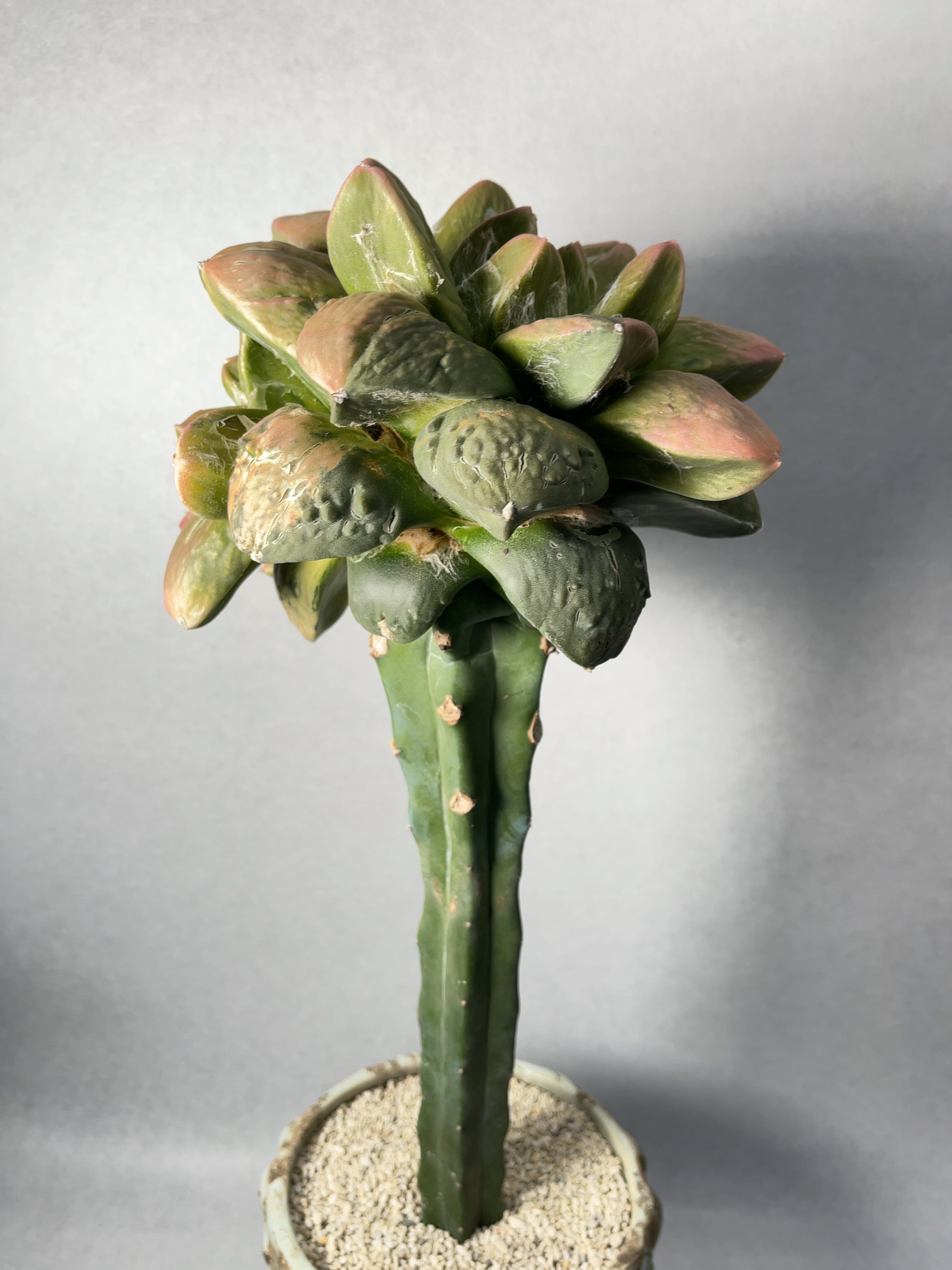 象足黒牡丹錦」アリオカルプス サボテン 検)村主 竜角牡丹 花