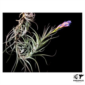 Tillandsia sp. nova.